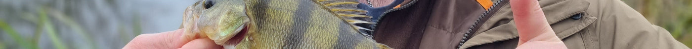Der "Barsch-Griff": Kleine Räuber richtig halten